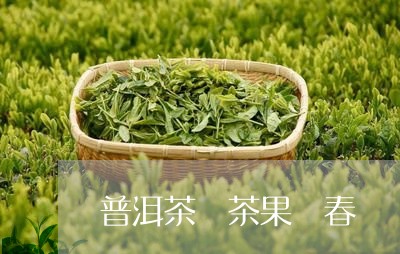 普洱茶 茶果 春/2023041088392